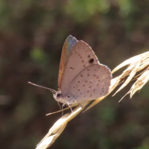 Erina hyacinthina at Molonglo Valley, ACT - 5 Feb 2023 12:35 PM