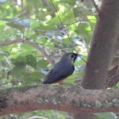 Monarcha melanopsis (Black-faced Monarch) at Cann River, VIC - 2 Feb 2023 by GlossyGal