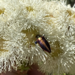 Selagis aurifera (Aurifera jewel beetle) at Googong, NSW - 5 Feb 2023 by Wandiyali