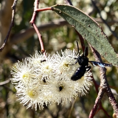 Austroscolia soror (Blue Flower Wasp) at Wandiyali-Environa Conservation Area - 5 Feb 2023 by Wandiyali