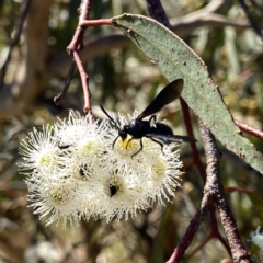 Austroscolia soror at Googong, NSW - 5 Feb 2023