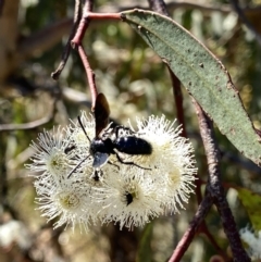 Austroscolia soror at Googong, NSW - 5 Feb 2023 04:30 PM