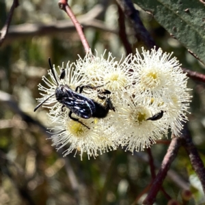 Austroscolia soror at Googong, NSW - 5 Feb 2023 04:30 PM