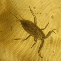 Laccotrephes tristis (Water Scorpion or Toe-biter) at Rugosa - 5 Feb 2023 by SenexRugosus