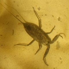 Laccotrephes tristis (Water Scorpion or Toe-biter) at Yass River, NSW - 5 Feb 2023 by SenexRugosus