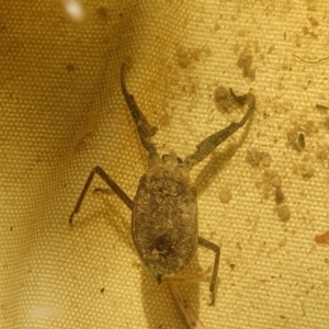 Laccotrephes tristis at Yass River, NSW - 5 Feb 2023