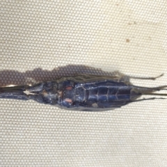 Laccotrephes tristis at Yass River, NSW - 5 Feb 2023