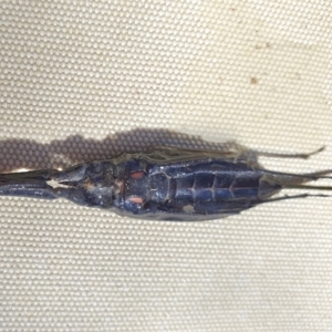 Laccotrephes tristis at Yass River, NSW - 5 Feb 2023 04:09 PM