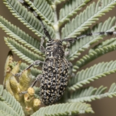 Ancita sp. (genus) (Longicorn or longhorn beetle) at Hawker, ACT - 4 Feb 2023 by AlisonMilton