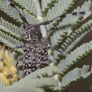 Ancita sp. (genus) at Hawker, ACT - 5 Feb 2023