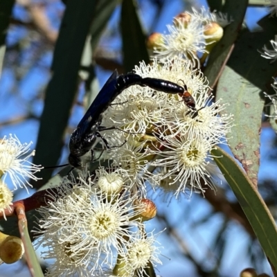 Rhagigaster ephippiger (Smooth flower wasp) at Googong, NSW - 5 Feb 2023 by Wandiyali