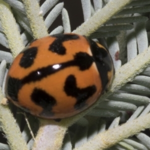 Coccinella transversalis at Hawker, ACT - 5 Feb 2023 08:57 AM