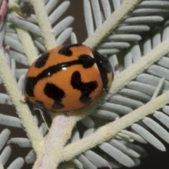 Coccinella transversalis at Hawker, ACT - 5 Feb 2023 08:57 AM