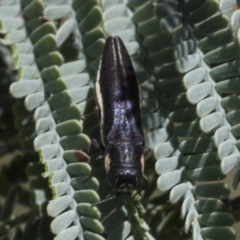 Agrilus hypoleucus at Hawker, ACT - 5 Feb 2023