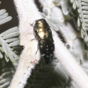 Diphucrania marmorata at Hawker, ACT - 5 Feb 2023 08:42 AM