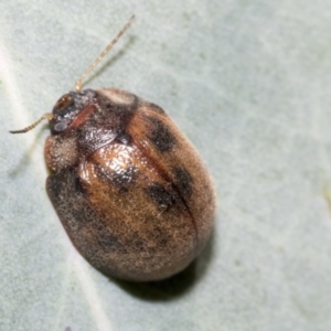 Trachymela sp. (genus) at Hawker, ACT - 5 Feb 2023