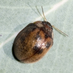 Trachymela sp. (genus) at Hawker, ACT - 5 Feb 2023