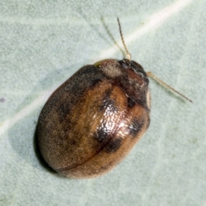 Trachymela sp. (genus) at Hawker, ACT - 5 Feb 2023