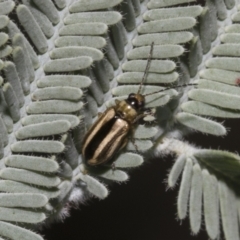 Monolepta froggatti at Hawker, ACT - 5 Feb 2023 08:43 AM