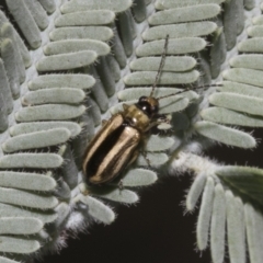 Monolepta froggatti at Hawker, ACT - 5 Feb 2023 08:43 AM