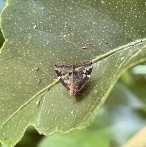 Scolypopa australis at Lyneham, ACT - 5 Feb 2023