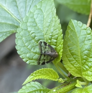 Scolypopa australis at Lyneham, ACT - 5 Feb 2023