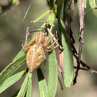 Oxyopes sp. (genus) (Lynx spider) at Greenleigh, NSW - 5 Feb 2023 by Hejor1