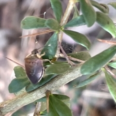 Monteithiella humeralis (Pittosporum shield bug) at Greenleigh, NSW - 5 Feb 2023 by Hejor1