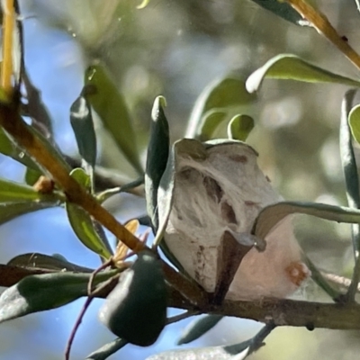 Unidentified Spider (Araneae) at Greenleigh, NSW - 5 Feb 2023 by Hejor1