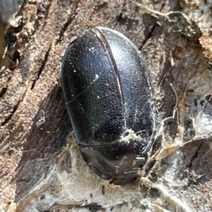 Pterohelaeus striatopunctatus at Greenleigh, NSW - 5 Feb 2023