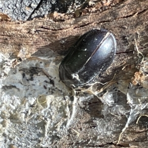 Pterohelaeus striatopunctatus at Greenleigh, NSW - 5 Feb 2023