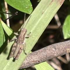 Phaulacridium vittatum (Wingless Grasshopper) at Greenleigh, NSW - 5 Feb 2023 by Hejor1