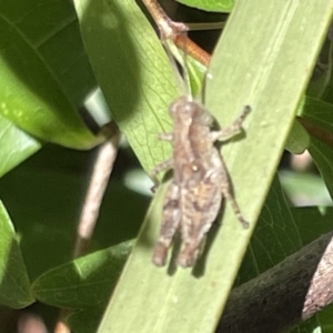 Phaulacridium vittatum at Greenleigh, NSW - 5 Feb 2023 12:29 PM