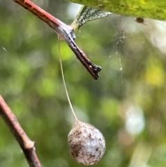 Tamopsis sp. (genus) (Two-tailed spider) at Greenleigh, NSW - 5 Feb 2023 by Hejor1