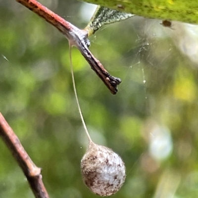 Tamopsis sp. (genus) (Two-tailed spider) at Greenleigh, NSW - 5 Feb 2023 by Hejor1