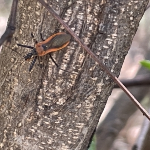 Gminatus australis at Greenleigh, NSW - 5 Feb 2023 12:31 PM