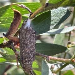 Trigonocyttara clandestina at Greenleigh, NSW - 5 Feb 2023