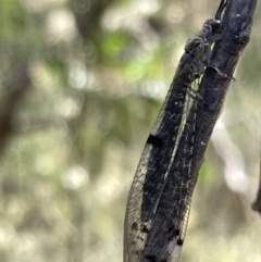 Bandidus canifrons (An Antlion Lacewing) at Greenleigh, NSW - 5 Feb 2023 by Hejor1