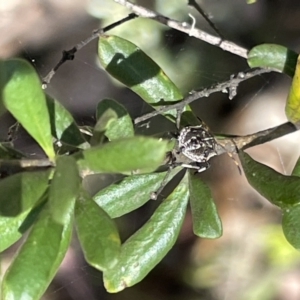 Theseus modestus at Greenleigh, NSW - 5 Feb 2023