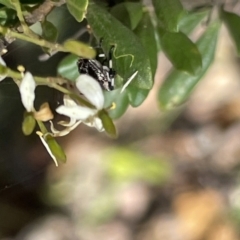 Theseus modestus at Greenleigh, NSW - 5 Feb 2023 12:38 PM