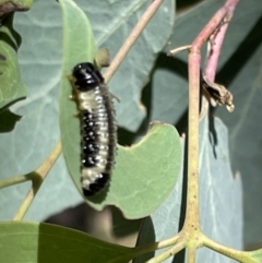 Paropsis atomaria (Eucalyptus leaf beetle) at Greenleigh, NSW - 5 Feb 2023 by Hejor1