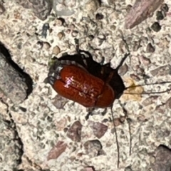 Aporocera (Aporocera) haematodes at Greenleigh, NSW - 5 Feb 2023