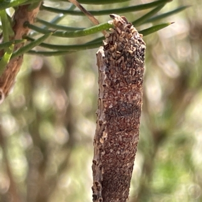 Conoeca or Lepidoscia (genera) IMMATURE (Unidentified Cone Case Moth larva, pupa, or case) at Greenleigh, NSW - 5 Feb 2023 by Hejor1