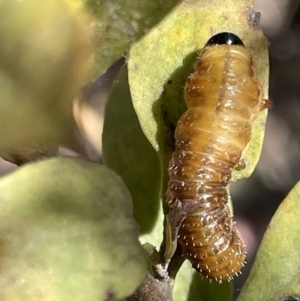 Perginae sp. (subfamily) at Greenleigh, NSW - 5 Feb 2023