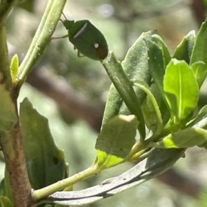 Ocirrhoe unimaculata at Greenleigh, NSW - 5 Feb 2023