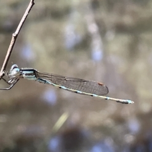 Austrolestes leda at Greenleigh, NSW - 5 Feb 2023