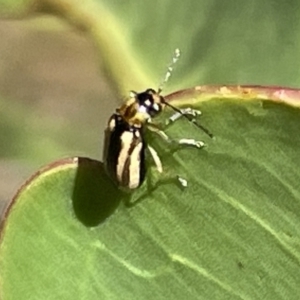 Monolepta froggatti at Greenleigh, NSW - 5 Feb 2023