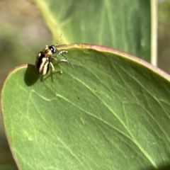 Monolepta froggatti at Greenleigh, NSW - 5 Feb 2023