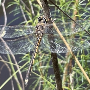 Hemicordulia tau at Greenleigh, NSW - 5 Feb 2023 12:52 PM