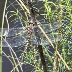 Hemicordulia tau at Greenleigh, NSW - 5 Feb 2023 12:52 PM